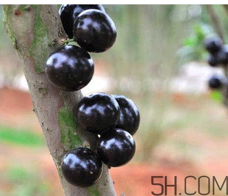 树葡萄皮和核能吃吗,树葡萄的籽能不能吃