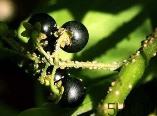 野生黑天天能吃吗,黑天天能吃吗 野生黑天天能吃吗,黑天天能吃吗