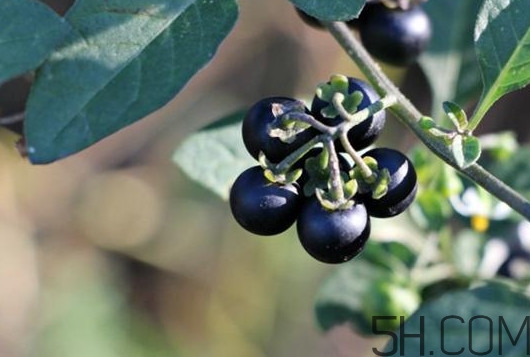 东北菜特点确黑齁咸