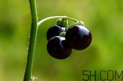 龙葵治疗近视眼的方法,龙葵能治近视吗