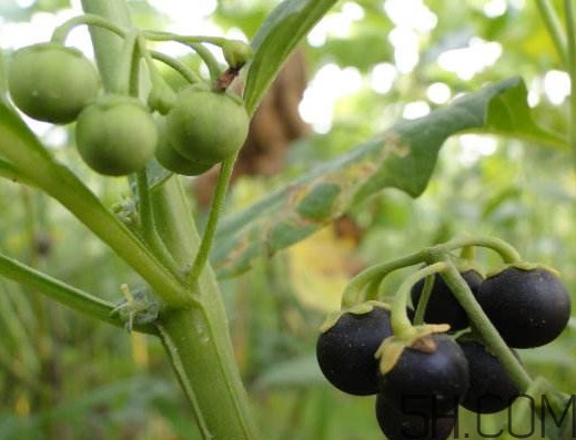 龙葵果是不是黑天天,龙葵黑天天的功效和作用