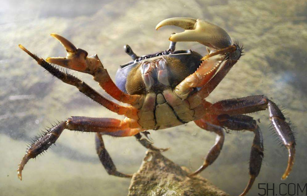 50种中国螃蟹种类,中国的螃蟹一共有多少种 50种中国螃蟹种类,中国的螃蟹一共有多少种