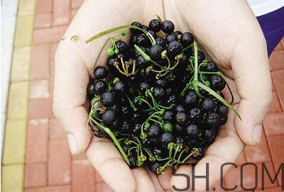 龙葵果泡白酒的功效,鲜龙葵果直接泡酒里可以吗