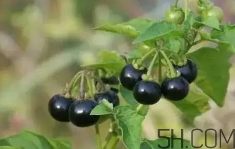 龙葵果有毒吗?,成熟的龙葵果有毒吗