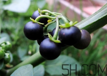 野生龙葵果可以吃吗,龙葵果可以吃吗?