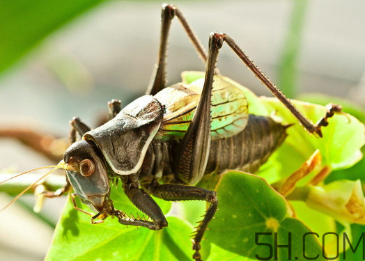 蛐蛐的价格,蛐蛐值钱吗