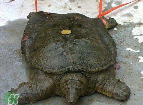 甲鱼是热性还是凉性食物,甲鱼是热性还是凉性的