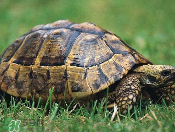 甲鱼是乌龟吗?它属于什么动物?,甲鱼是乌龟吗 甲鱼是乌龟吗?它属于什么动物?,甲鱼是乌龟吗