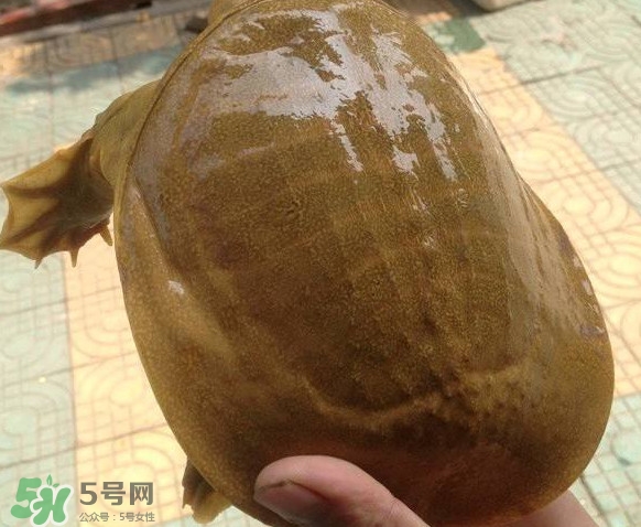 甲鱼又叫什么名,甲鱼什么样子图片