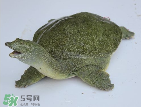 甲鱼去哪里买,什么样的甲鱼才是好甲鱼