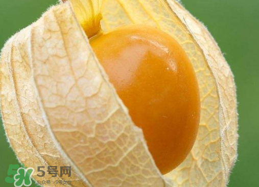 灯笼果是热性还是凉性的,灯笼果性寒还是热性