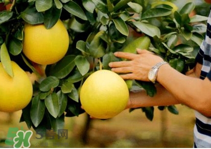红肉蜜柚有点苦怎么回事,红心蜜柚为什么苦