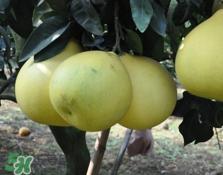 真假红肉柚子对比,真假红柚区别