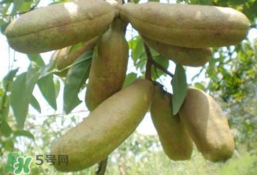 八月瓜能吃吗,八月瓜能吃吗有什么人不能吃 八月瓜能吃吗,八月瓜能吃吗有什么人不能吃