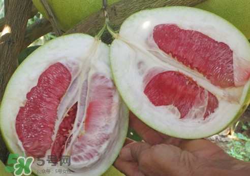 2019年红肉蜜柚批发价多少钱,红心蜜柚多少钱一斤