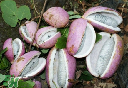 八月瓜的籽怎么吃?,八月瓜的籽怎么吃?八月炸的籽可以种吗? 八月瓜的籽怎么吃?,八月瓜的籽怎么吃?八月炸的籽可以种吗?