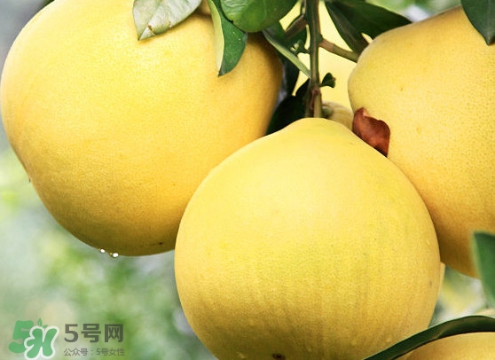 经期能吃蜜柚吗,来姨妈可以吃蜜柚吗