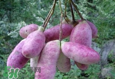 八月瓜是什么,八月瓜是什么瓜