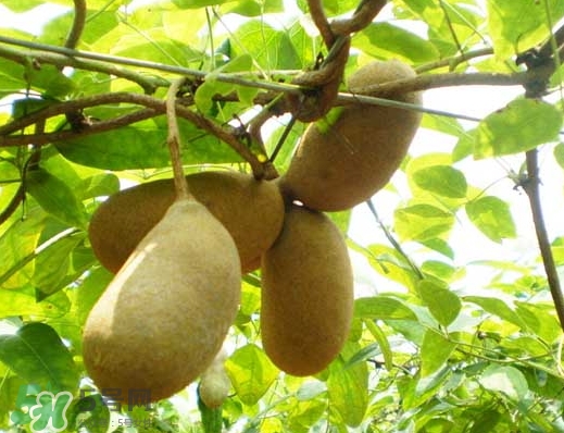 八月瓜怎么保存,八月瓜怎么保存不开裂 八月瓜怎么保存,八月瓜怎么保存不开裂