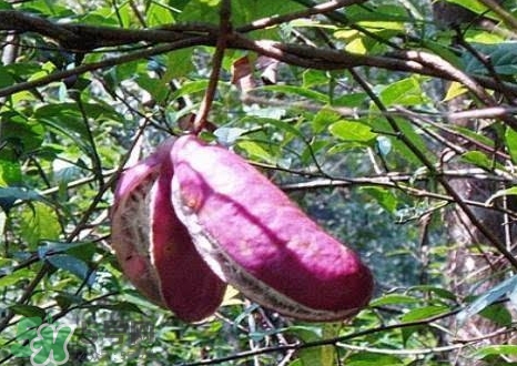 八月瓜产地在哪里?,八月瓜产地主要在哪个地方 八月瓜产地在哪里?,八月瓜产地主要在哪个地方