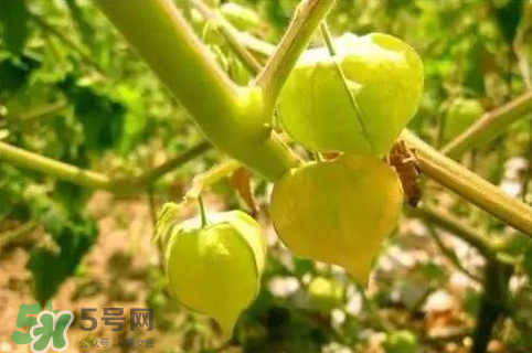 灯笼果多少钱一斤,灯笼果好吃吗是什么味道