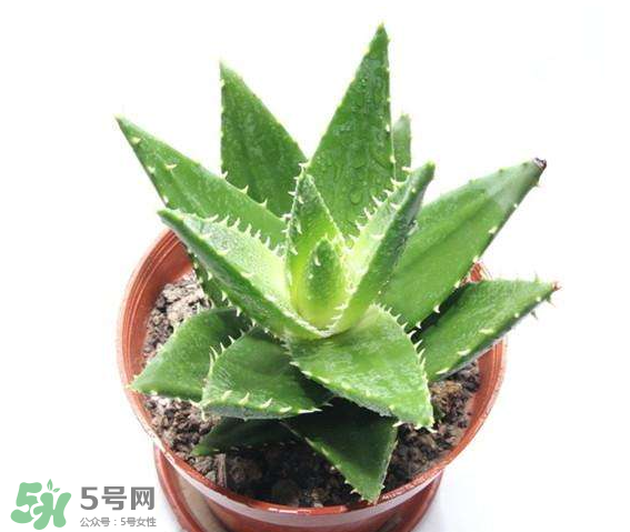 芦荟的作用有什么,芦荟的主要作用