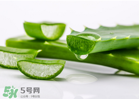 芦荟泡酒治皮肤病吗,芦荟泡酒偏方治皮肤病