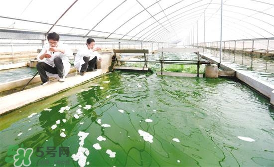 螺旋藻的营养成分有哪些,螺旋藻中含有大量的成分是什么 螺旋藻的营养成分有哪些,螺旋藻中含有大量的成分是什么