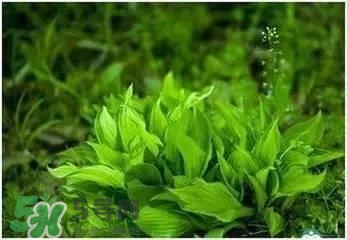 螺旋藻是海带吗,螺旋藻是海带吗的正确食用方法