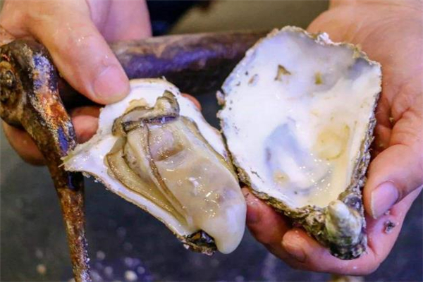 生蚝蛋白质含量高吗?,生蚝蛋白质含量高吗促排能吃生蚝嘛