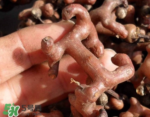 拐枣树什么时候种,拐枣树几月栽