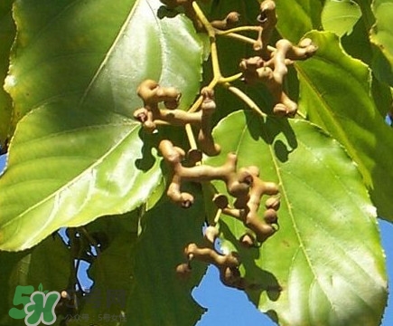 拐枣怎么保存长久,大枣保存方法