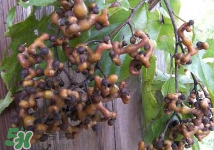 拐枣泡酒干的好还是新鲜的好,拐枣怎样泡酒最好