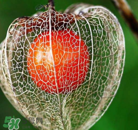 苦姑娘皮泡水禁忌什么时候吃,苦姑娘皮泡水禁忌