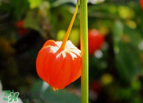 红姑娘可以冷冻吗,红姑娘可以冷冻保存吗