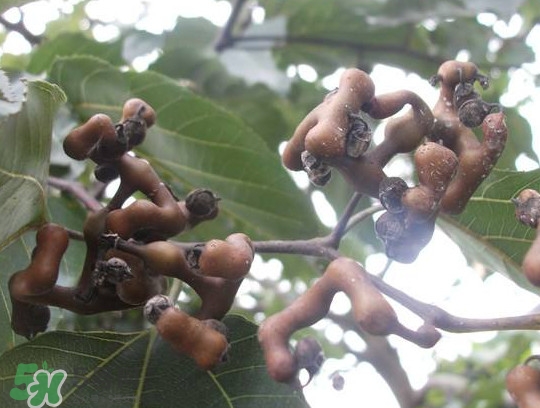 拐枣怎么吃最好,拐枣有什么用处