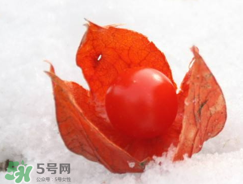 红姑娘一天吃几个合适,红姑娘一天吃几个能降血糖