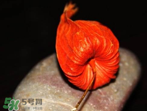 红姑娘能泡酒吗,红姑娘泡酒喝什么作用