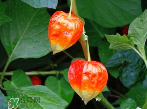 红姑娘能吃吗,红姑娘能吃吗有什么作用 红姑娘能吃吗,红姑娘能吃吗有什么作用