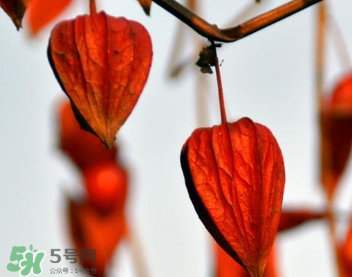 红姑娘多少钱一斤,女儿红多少钱一斤