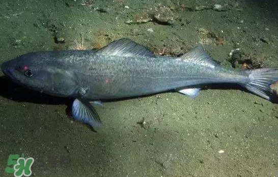 银鳕鱼一斤多少钱,银鳕鱼多少钱一斤市场价