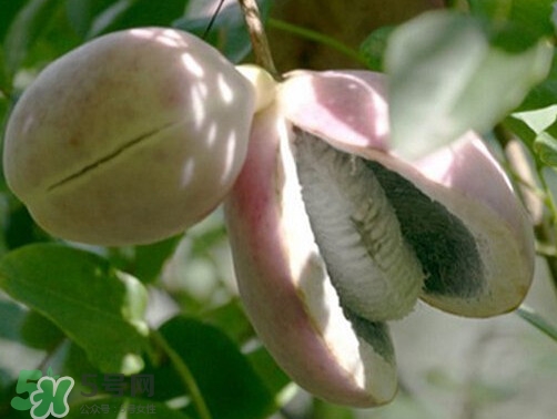 八月炸是什么水果,8月炸水果什么时候种