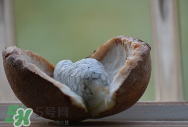 八月炸适合哪里种植,八月炸适合什么地方种植