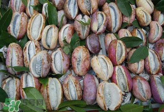 八月炸哪里有卖,八月炸哪里有种植