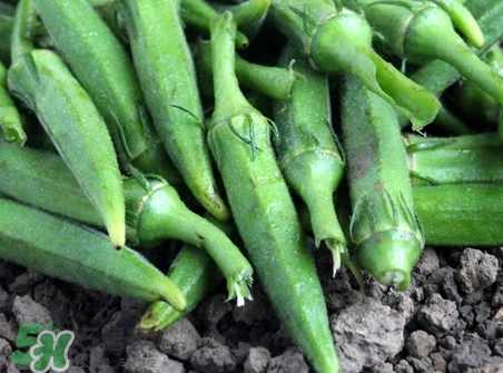 豆角不可以和什么一起吃,豆角不能和什么一起吃 豆角的禁忌 豆角不可以和什么一起吃,豆角不能和什么一起吃 豆角的禁忌