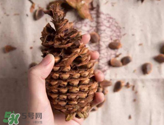 松子有什么营养价值和功效,松籽的营养