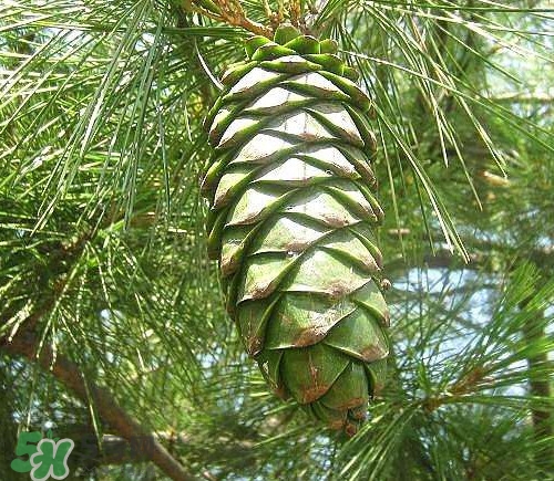 松树籽是什么树结的,松籽是什么树的果实