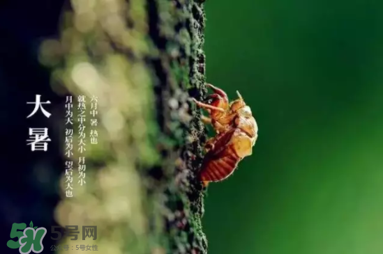 三伏天怎样饮食养生,三伏天怎样饮食