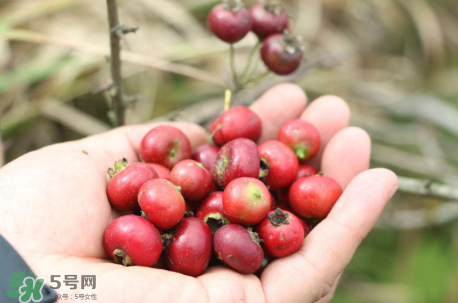 山楂水能加蜂蜜一起喝吗,蜂蜜和山楂可以一起泡水喝吗