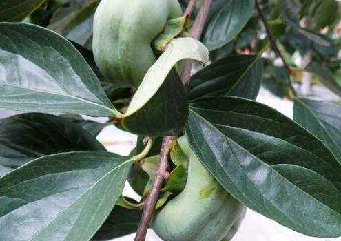 柿子叶可以洗脸吗,柿子叶煮水可以洗脸吗